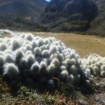 Velké trsy kaktusů