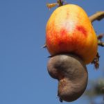 Co je to za podivnou symbiózu?