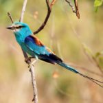 Neuletím, vyfoť si mě!