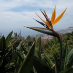 Pohled na moře z divoké krásy bujné vegetace