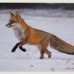 liška na lovu ... ?