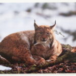 odpočívající rys