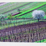 jihomoravské vinohrady