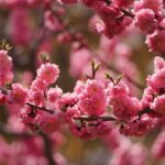 Co to tak nádherně kvete...